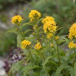 Solidago