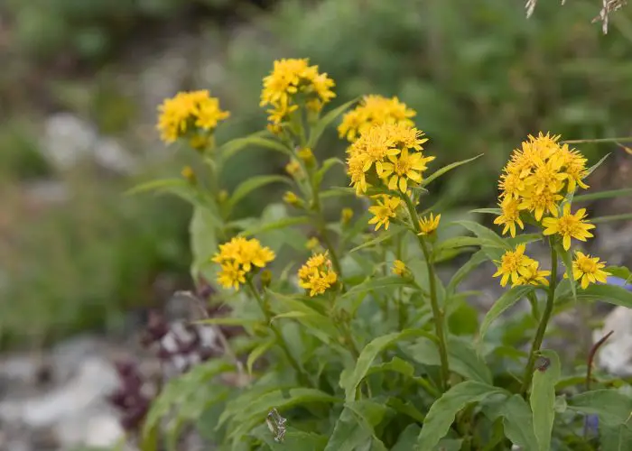 Solidago (Goldenrod)