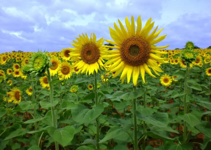 Helianthus (Sunflower)