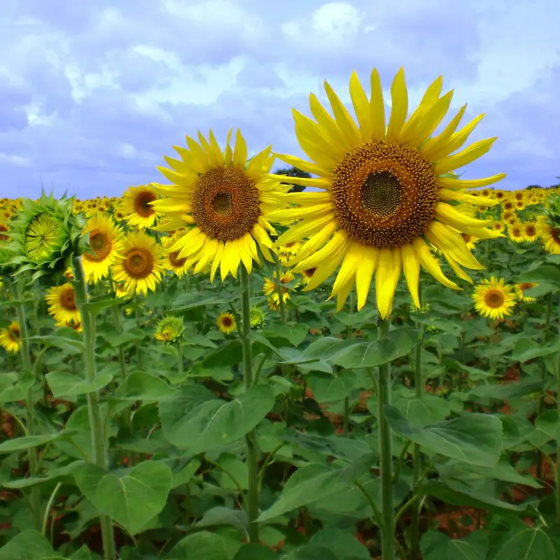 Flowers that symbolize Loyalty A to Z Flowers