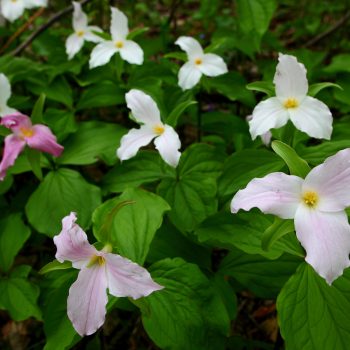 Trillium