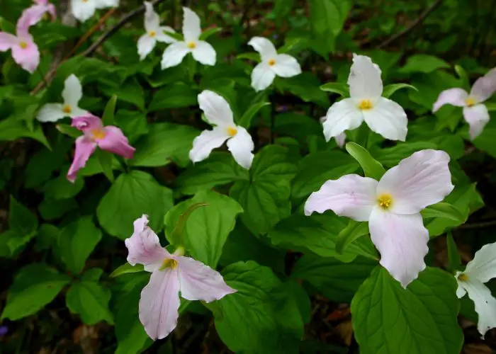 Trillium (Wake Robin; Birthroot)