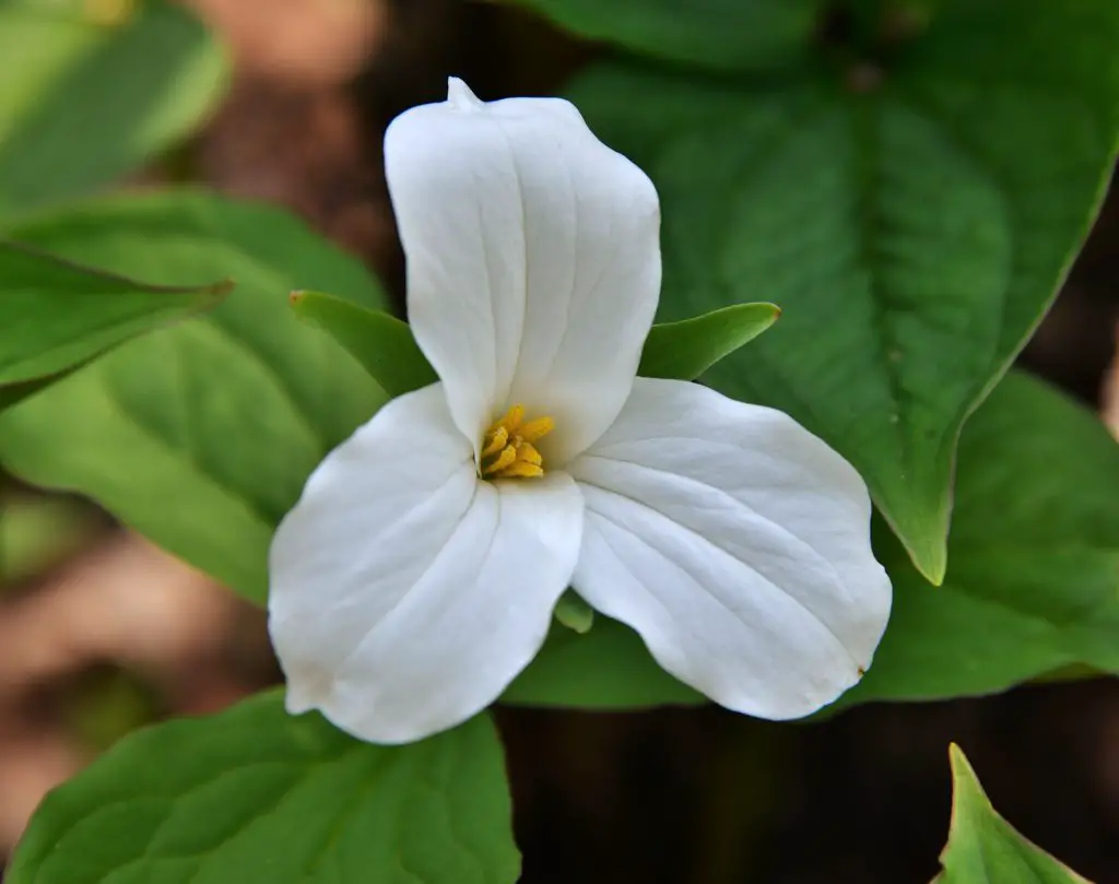 Trillium (Wake Robin; Birthroot) – A to Z Flowers