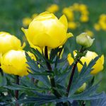 Trollius