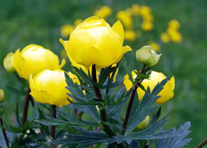 Trollius (Globe Flower)