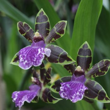 Zygopetalum