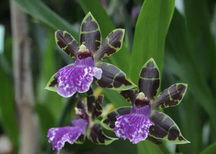 Zygopetalum (Zygo)