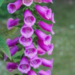 Digitalis