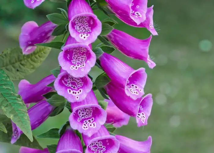 Digitalis (Foxglove)