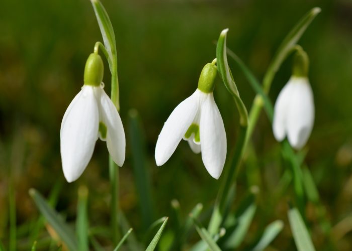 Galanthus (Snowdrops)