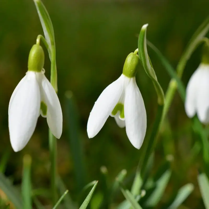 Flowers that symbolize Fertility A to Z Flowers
