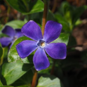 Vinca