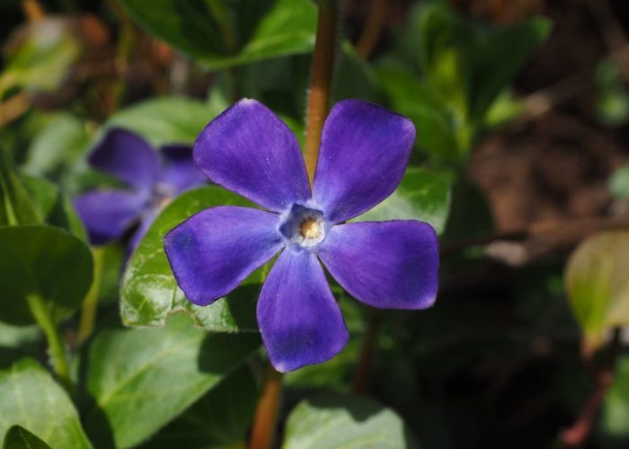 Vinca (Periwinkle)