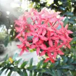 Ixora (Jungle Flame; Flame of the Woods) – A to Z Flowers