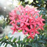 Ixora (Jungle Flame; Flame of the Woods) – A to Z Flowers