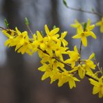 Forsythia