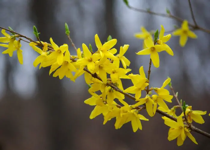 Forsythia (Golden Bell)