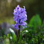 Hyacinthus