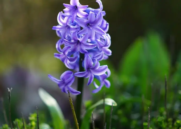 Hyacinthus (Hyacinth)