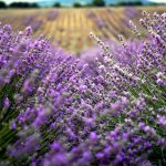 Lavandula