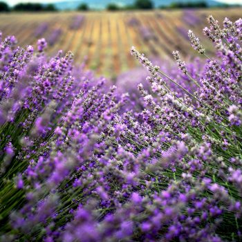 Lavandula