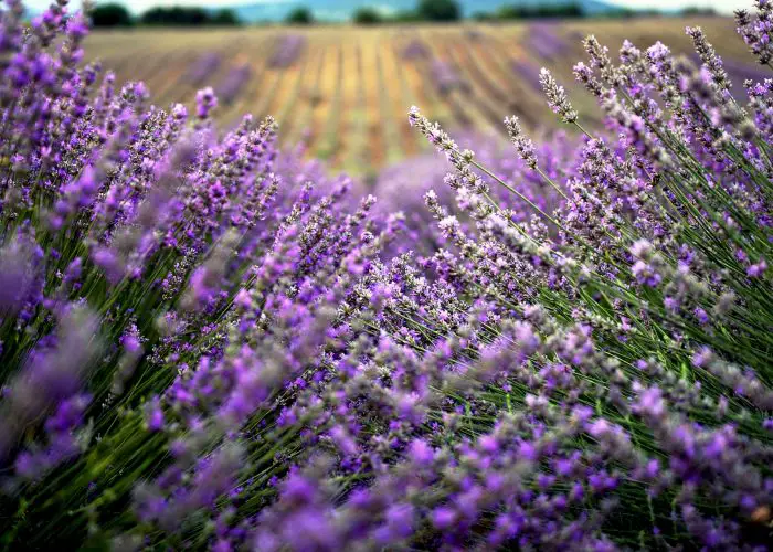 Lavandula (Lavender)