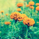 Tagetes