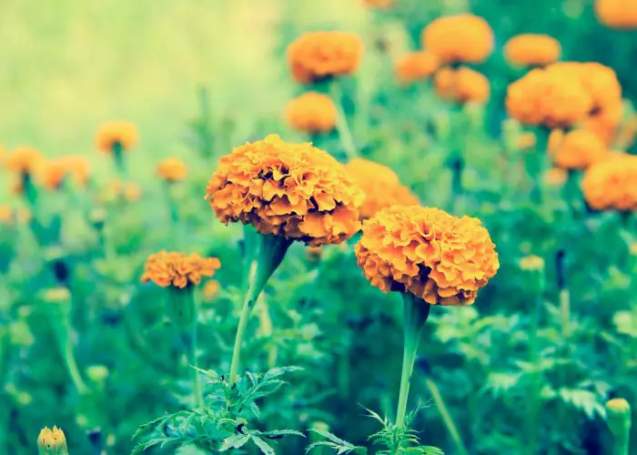 Tagetes (Marigold)