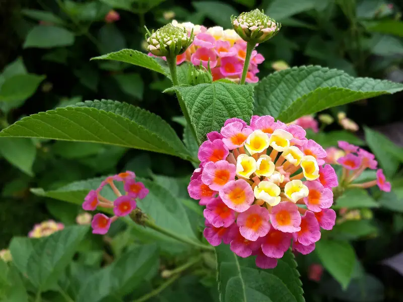 Lantana (Shrub Verbena) – A to Z Flowers