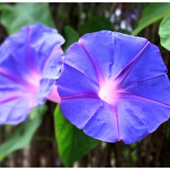 Ipomoea