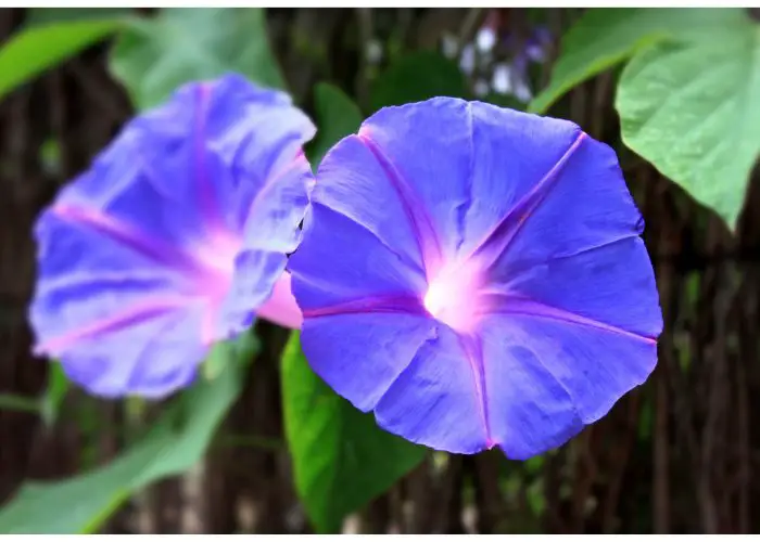 Ipomoea (Morning Glory; Kangkung)