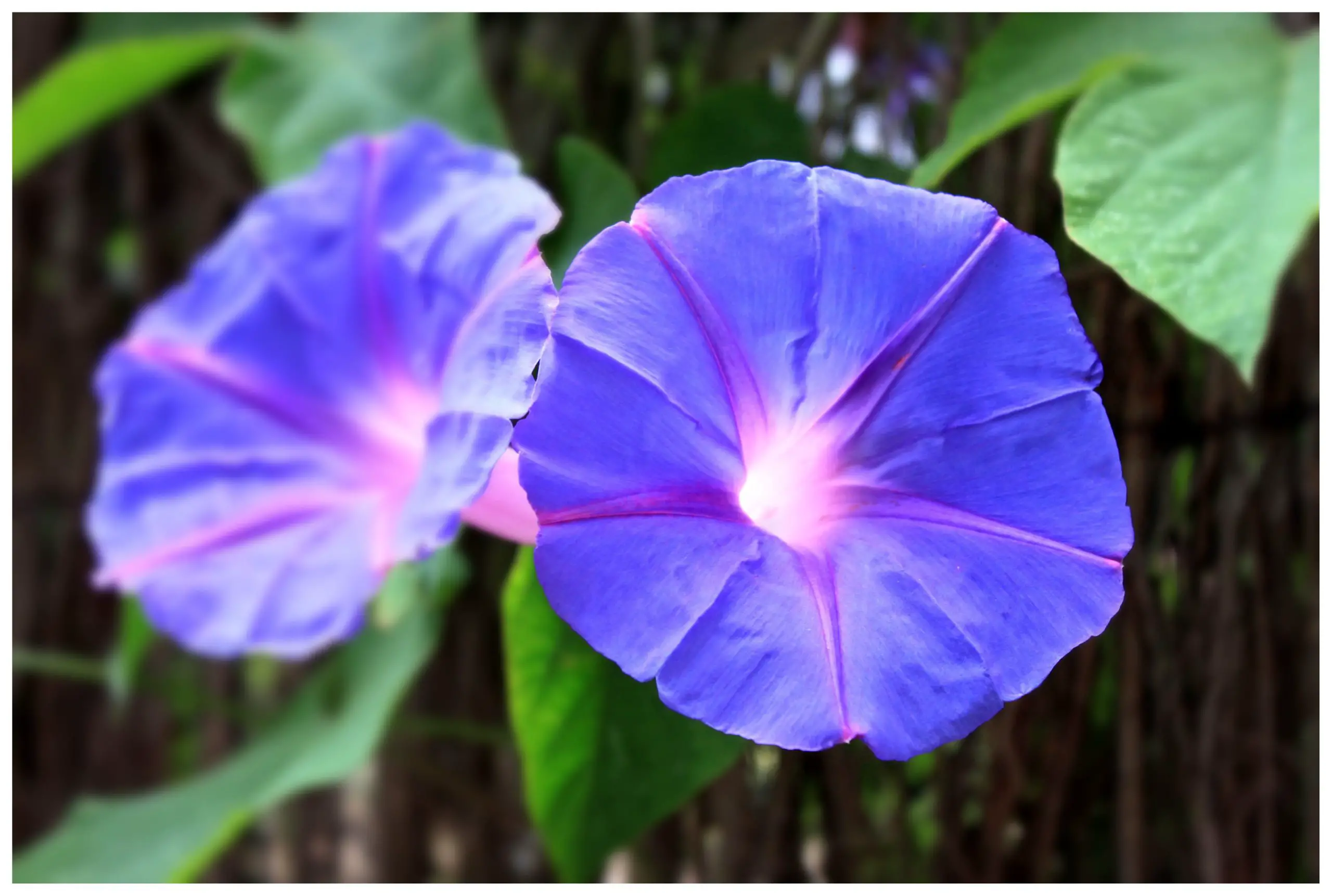 Featured image of post Morning Glory Flower Meaning / Why morning glory is not blooming.