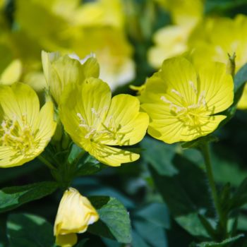 Oenothera