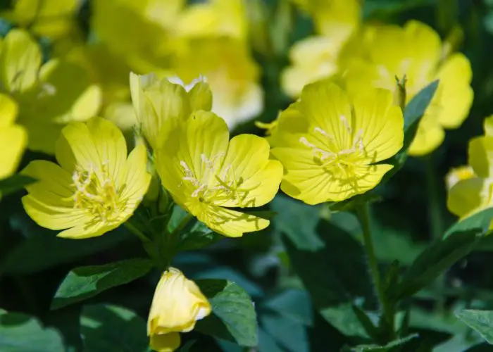 Oenothera (Oenothera)