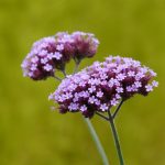 Verbena