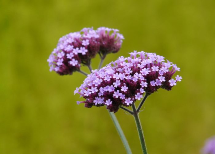 Verbena (Vervain)