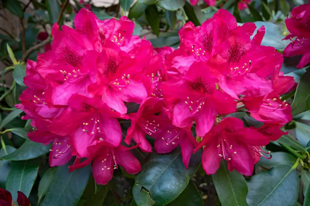 Rhododendron Rhododendron A To Z Flowers
