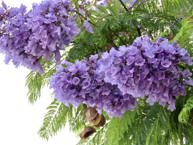 jacaranda tree flower