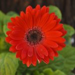 Gerbera