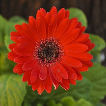 Gerbera