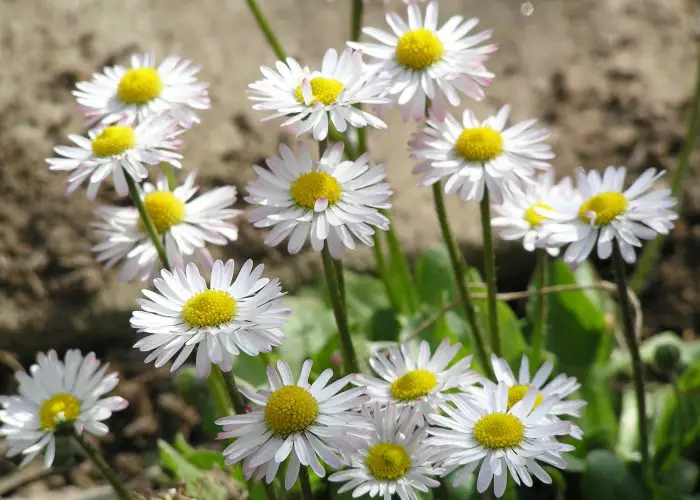 Bellis (Daisy)