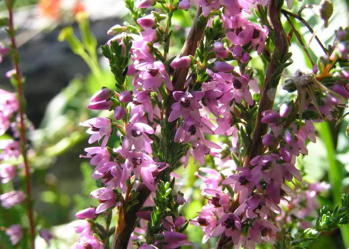 Calluna (Heather; Common Heather; Scottish Heather)