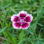 Dianthus