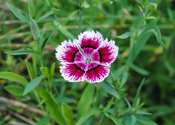 Dianthus (Dianthus)