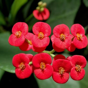 Euphorbia