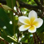 Plumeria