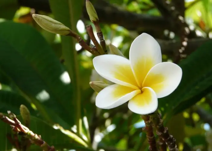 Plumeria (Frangipani; Hawaiian Lei Flower)
