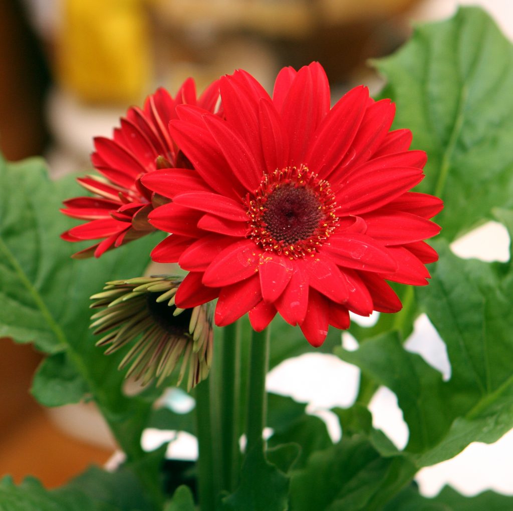 gerbera