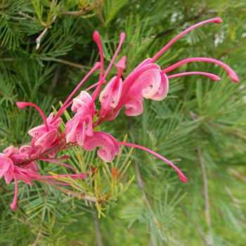 Grevillea