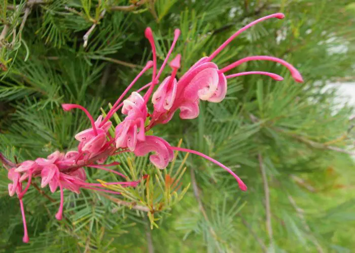 Grevillea (Spider Flower; Silky Oak)